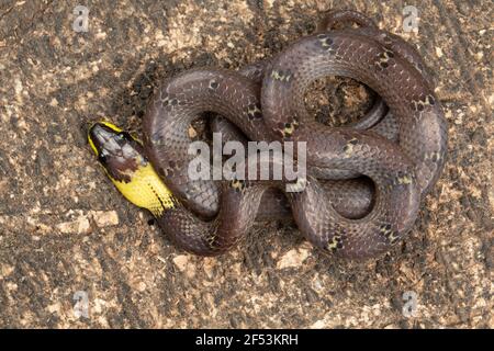 La couleuvre Ã collier jaune, Lycodon flavicollis est une espèce de couleuvre Ã collier jaune distinct. Le serpent se trouve dans les ghats de l'est Banque D'Images