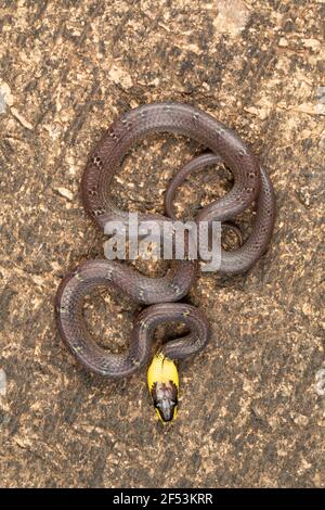 La couleuvre Ã collier jaune, Lycodon flavicollis est une espèce de couleuvre Ã collier jaune distinct. Le serpent se trouve dans les ghats de l'est Banque D'Images