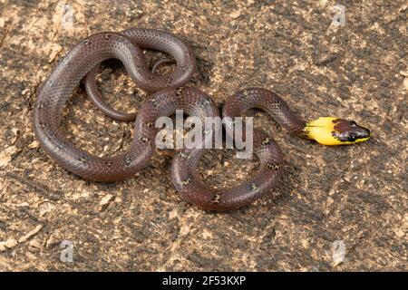 La couleuvre Ã collier jaune, Lycodon flavicollis est une espèce de couleuvre Ã collier jaune distinct. Le serpent se trouve dans les ghats de l'est Banque D'Images