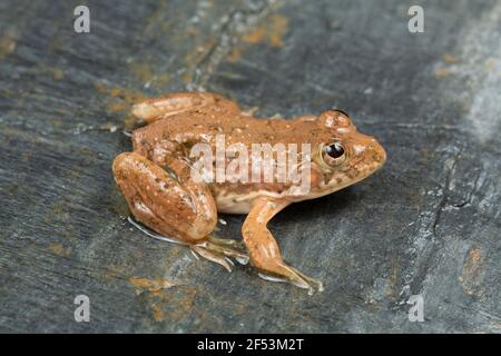 Euphlyctis cyanophlyctis est une grenouille dicroglosside commune en Asie du Sud. Grenouille de skipper indien également connue ou grenouille de skittering Banque D'Images