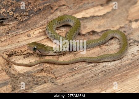 Le Keelback à damiers, Fowlea piscator, également connu sous le nom de serpent d'eau asiatique, sous-famille des Natricinae de la famille des Colubridae. Endémique d'Asie Banque D'Images