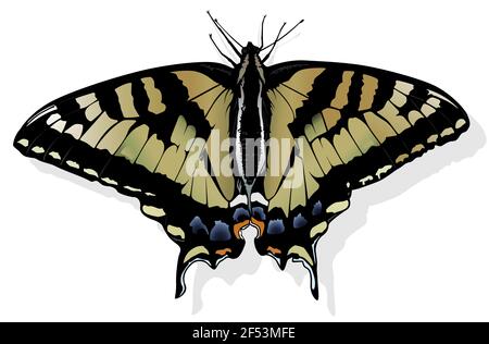 Eastern Tiger Swallowtail Illustration de Vecteur