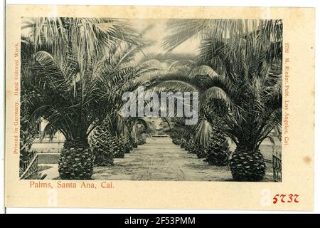 Palmiers, Santa Ana Santa ana. Palmiers et Santa Ana, Californie Banque D'Images