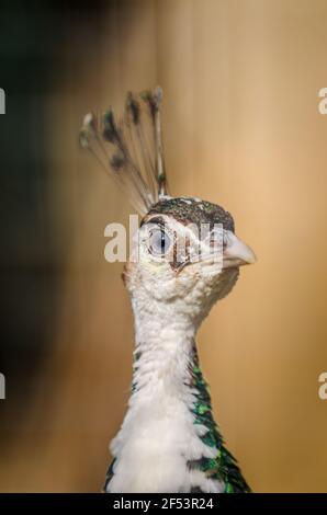 Gros plan de magnifiques peahen en captivité au zoo. Paon femelle. Espagne Banque D'Images