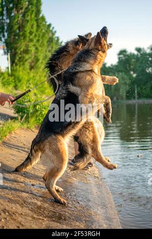 Deux chiens de berger allemands jouent avec le propriétaire à l'extérieur. Chiens de berger allemands marchant dehors en été le jour du soleil Banque D'Images