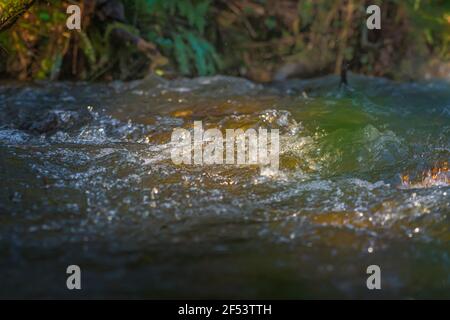 Gros plan sur les rapides bouillonnants de la rivière Clonaugh avec de l'eau claire de montagne qui coule en aval autour des rochers de la forêt de Ballyfad. Wexford, Irlande Banque D'Images