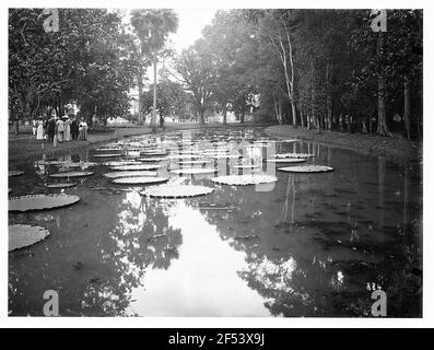 Buitenzorg (Bogor) (Java / Indonésie). Jardin botanique (1817, K. G. K. Reinwardt). Groupe touristique à l'étang avec Victoria Regia contre la Résidence Istana Bogor (GovernorsPalast) Banque D'Images