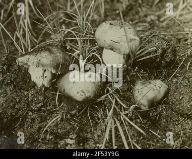 Rochlitzer Berg, Slink-Täubling (Russula foetens) Banque D'Images