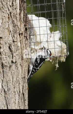 Pic de bois de Downy - on suet feederPicoides pubescens Ontario, Canada BI027861 Banque D'Images
