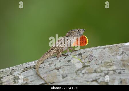 Brown Anole Lizard - mâle displayAnolis sagrei Gulf Coast of Texas, USA RE000267 Banque D'Images