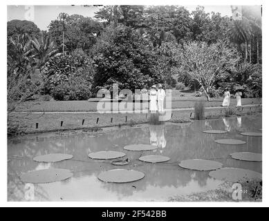 Buitenzorg (Bogor), Java / Indonésie. Jardin botanique (1817, K. G. K. Reinwardt). Touristes dans un étang avec Victoria Regia Banque D'Images