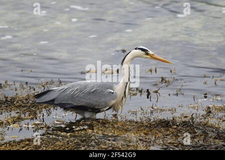 Héron cendré - pêche en mer loch parmi les algues Ardea cinerea Isle of Mull Ecosse, Royaume-Uni BI027869 Banque D'Images