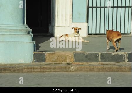 Deux chiens adoptés avec des étiquettes de nom saluant l'un l'autre sur l'escalier à la Havane, Cuba. Murs turquoise en arrière-plan. Banque D'Images