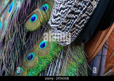 Plumes de paon, plumes de peafhibou mâles colorées irisant avec les yeux et le plumage Banque D'Images