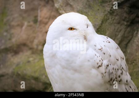 La chouette enneigée (Bubo scandiacus), également connue sous le nom de chouette polaire, la grande chouette blanche ou la chouette arctique, en gros plan Banque D'Images