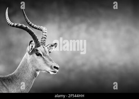 Portrait du visage de l'impala masculin en noir et blanc avec espace de texte. Melampus d'Aepyceros Banque D'Images