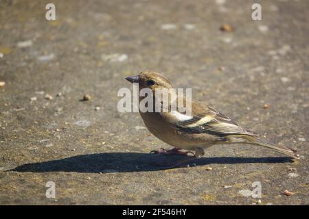 une femelle de chaffinch se nourrissant sous une table d'oiseau en bois Banque D'Images