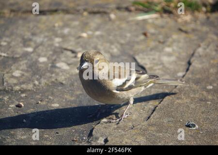 une femelle de chaffinch se nourrissant sous une table d'oiseau en bois Banque D'Images