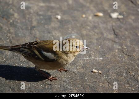 une femelle de chaffinch se nourrissant sous une table d'oiseau en bois Banque D'Images