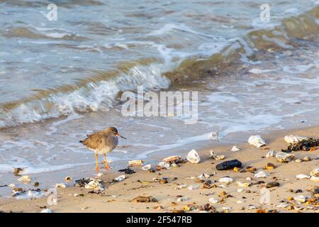 Une seule Redshank sur l'estran pendant que les vagues se lancent sur la plage à Shoeburyness dans l'Essex lors d'une matinée de mars ensoleillée et lumineuse Banque D'Images