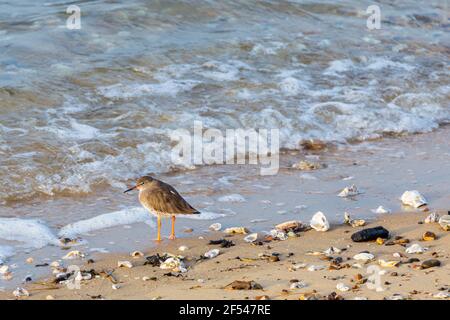 Une seule Redshank sur l'estran pendant que les vagues se lancent sur la plage à Shoeburyness dans l'Essex lors d'une matinée de mars ensoleillée et lumineuse Banque D'Images