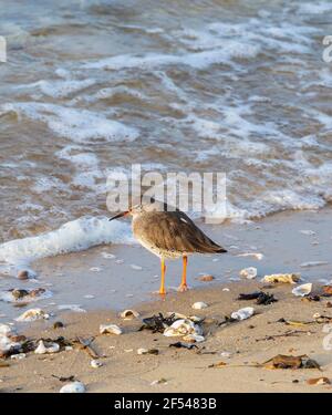 Une seule Redshank sur l'estran pendant que les vagues se lancent sur la plage à Shoeburyness dans l'Essex lors d'une matinée de mars ensoleillée et lumineuse Banque D'Images