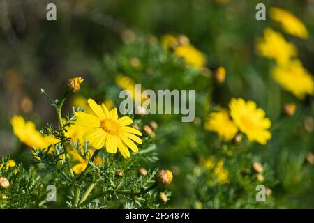 Fleurs de chrysanthème sauvages jaunes gros plan sur fond vert flou Banque D'Images