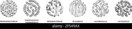 Ensemble de bactéries probiotiques dessinées à la main : lactococcus, lactobacillus, bulgaricus, bifidobacterium, propionibacterium, streptococcus. Illustration vectorielle Illustration de Vecteur