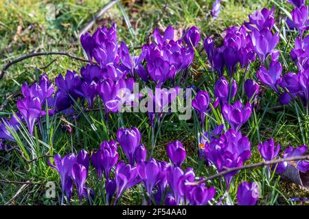 Des crocus violets fleurissent dans le jardin de l'église St Mary à Higham Ferres, Northamptonahire, Angleterre, Royaume-Uni. Banque D'Images