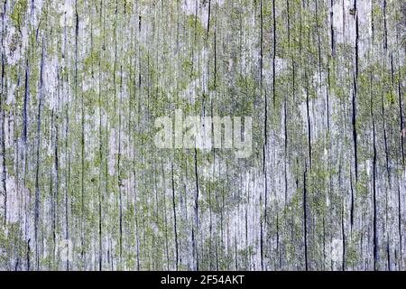 Détail de bois abîmé montrant des fissures le long du grain et couvert de lichen Banque D'Images