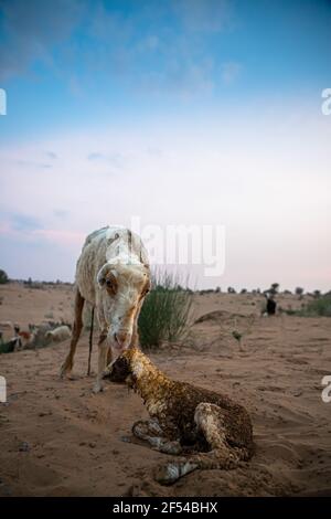 la brebis ou la chèvre léche son agneau après avoir donné naissance dans le désert indien de thar avec un accent sélectif sur le sujet et ajouté du bruit et des grains. Banque D'Images