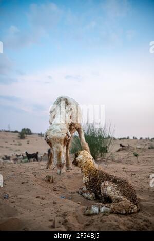 la brebis ou la chèvre léche son agneau après avoir donné naissance dans le désert indien de thar avec un accent sélectif sur le sujet et ajouté du bruit et des grains. Banque D'Images