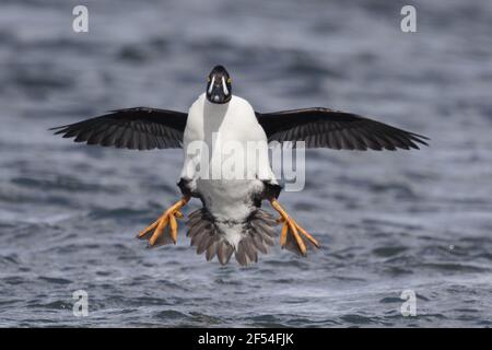 Garrot d'Islande - hommes arrivant sur la terre Bucephala islandica, région du lac Myvatn Islande BI028030 Banque D'Images