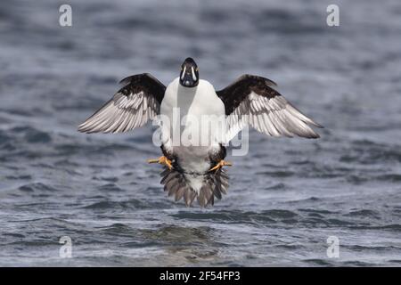 Garrot d'Islande - hommes arrivant sur la terre Bucephala islandica, région du lac Myvatn Islande BI028031 Banque D'Images