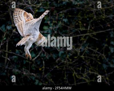 Barn Owl Tyto alba volant au crépuscule à la recherche de produits alimentaires. Banque D'Images