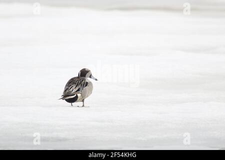 - Canard pilet mâle sur lac gelé edge Anas acuta lac Myvatn Islande BI028180 Banque D'Images