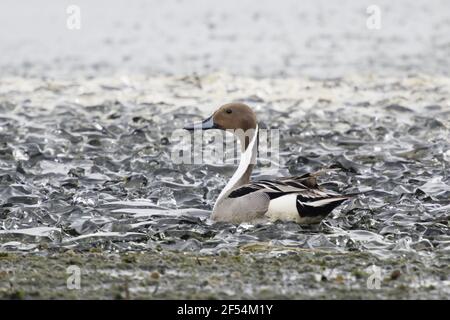 Canard pilet mâle - à bord de lac gelé Anas acuta lac Myvatn Islande BI028187 Banque D'Images