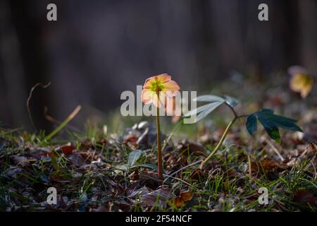 Helleborus de couleur rose s'est épanouie Banque D'Images