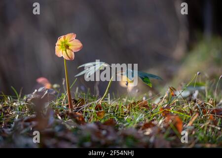 Helleborus de couleur rose s'est épanouie Banque D'Images