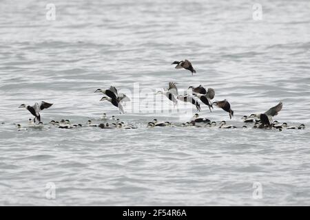 Troupeau de l'Eider à duvet - Somateria mollissima atterrit sur la côte sud de l'Islande BI028293 Banque D'Images