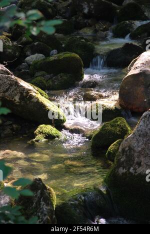 le ruisseau murmure à travers la forêt de montagne Banque D'Images