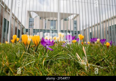 Berlin, Allemagne. 24 mars 2021. Les crocodiles fleurissent devant la Chancellerie fédérale. Credit: Christoph Soeder/dpa/Alay Live News Banque D'Images