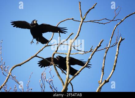 Rook Flying, Corvus frugilegus, oiseaux de la famille des corneilles, deux freux contre un ciel bleu, Suffolk Angleterre Royaume-Uni Banque D'Images