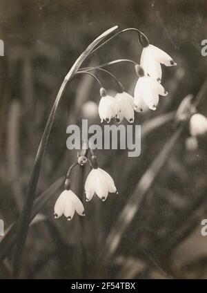 Fleur de noeud d'été (fleur de noeud à floraison tardive, Leucojum aestivum L.) Banque D'Images