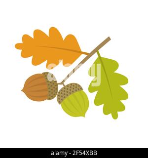 Branche de chêne avec des glands et des feuilles. Illustration vectorielle Illustration de Vecteur