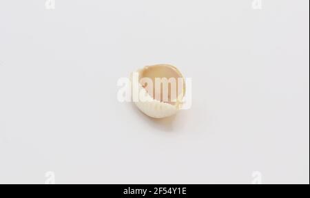 Coque de mer isolée sur fond blanc, Seashell sur fond blanc Banque D'Images