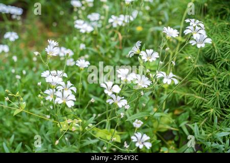 Plus grande Stitchwort ou Stellaria holostea fleurs croissant dans le pré. Arrière-plan d'été. Mise au point sélective Banque D'Images