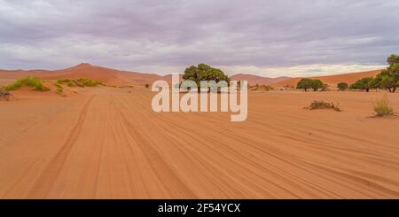 Sur le chemin de Deadvlei Sossusvlei entouré de grandes dunes et d'arbres verts. Sable rouge. Vue panoramique. Namibie Banque D'Images