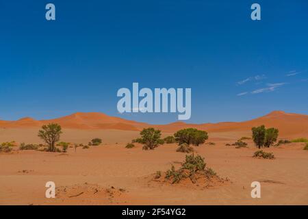 Sur le chemin de Deadvlei Sossusvlei entouré de grandes dunes et d'arbres verts. Sable rouge. Vue panoramique. Namibie Banque D'Images