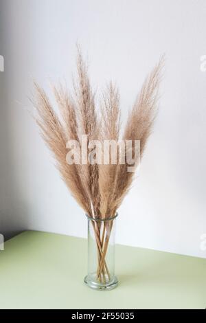 Roseau de pampas sec dans un vase en verre. Décoration intérieure minimaliste. Banque D'Images